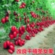 Улучшенные тысячелетние 20 зерен