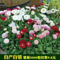 Four Seasons Daisy Stars Persian Chrysanthemum Flower Species Encyclopedia Carnation Mimosa Wild Flower Combination Perennial Flower Seeds