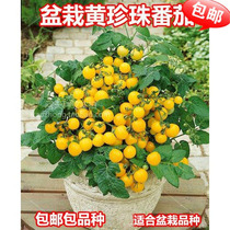 Shouguang vegetable seeds potted yellow Pearl tomato seeds potted tomato seeds are very delicious and beautiful