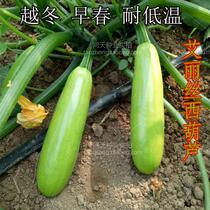 Alice early spring zucchini seeds have good cold tolerance and high-yield disease-resistant vegetable seeds for large-scale planting.