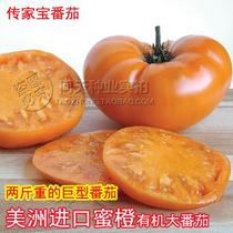 Heirloom seeds Imported American honey orange Organic large tomato seeds Giant tomato seedlings Vegetable and fruit seeds
