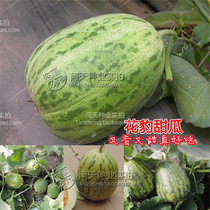 Flower skin thin-skinned melon seeds Leopard melon sweet 16-18 fleshy crisp disease-resistant strong and not easy to crack melon