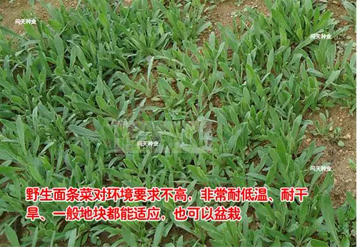 Овощи с лапшой и дикие овощи восхитительны.