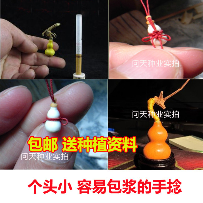Grass Rikin Gourd Seed Essay Playgourd Seed American Hand Twist Hyacinth Seed Small Fruit About 3 cm