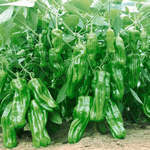 Wrinkled pepper seeds vegetable seeds seedlings Ma Po pepper seeds thin-skinned early pepper seeds pickled pepper seeds