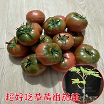 Strawberry Tomato Seeds Northeast Strawberry Persimmon Tomato Seedling Tomato Seeds Vegetables Tomato Seeds Balcony Four Seasons Potted