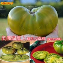 Heirloom Seeds American Hulk Organic Tomato Seeds Giant Tomato Sweet and Clear Vegetable Seeds