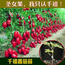 Millennium tomato seedlings Virgin fruit seedlings Taiwan farmers high-yield disease-resistant spring sowing vegetables and fruits seeds tomato seedlings