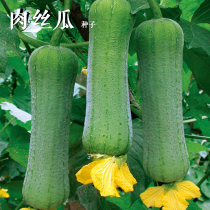 (Farmers big meat loofah seeds) Spring and summer garden planting vegetable seeds picked many times to taste smooth and tender