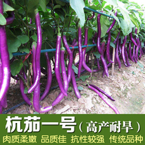 (Hang eggplant No 1 long eggplant seeds)Precocious line eggplant seeds seedling eggplant seedling line eggplant seedling vegetable vegetable seeds
