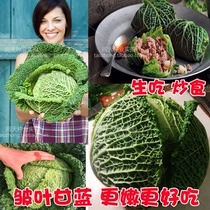 Dutch wrinkled cabbage seeds Bubble cabbage cabbage seeds taste good taste can eat raw lettuce seeds spring and autumn