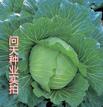 Zhonggan No. 11 cabbage seeds vegetable seeds cabbage seeds cabbage seeds strong ball