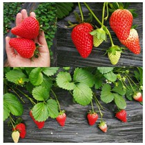Giant creamy strawberry seed ornamental fruit and vegetable seed four seasons sown flower seed vanilla seed A