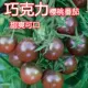 Черный жемчужный шоколадный томатный томат 10 капсулы