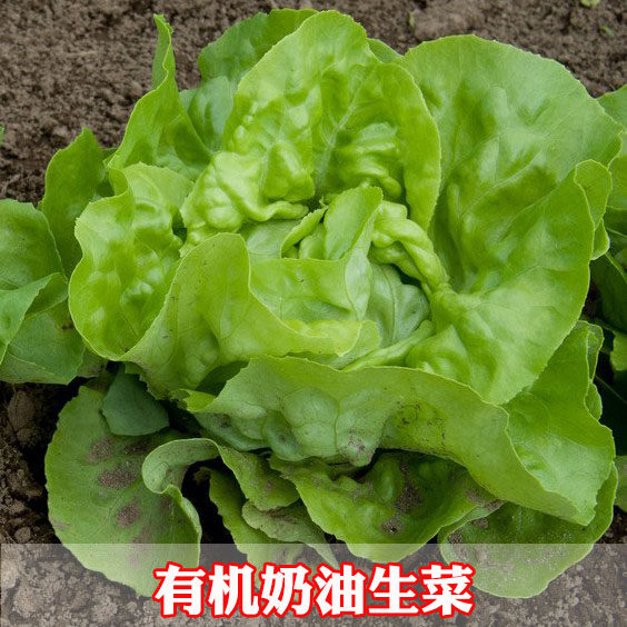 French Cream Season Raw Vegetables All Season Vegetables Seeds Seeds Seedseeders FULL SPRING SUMMER AUTUMN WINTER SEASON POTTED PLANT SEEDS AUTUMN AND WINTER SEASON