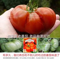 Chinese red old varieties of organic tomatoes Virgin fruit tomatoes seeds seedlings or the taste of childhood tomatoes