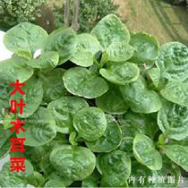 (Big-leaf agaricum seeds) Tofu vegetables Swain seeds large-leaf spinach seeds can be harvested many times.