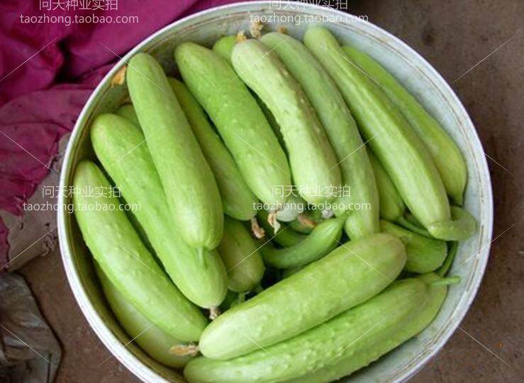 (Cuixiang No 6 white fruit cucumber seeds) Taste sweet medium precocious melon color milky white