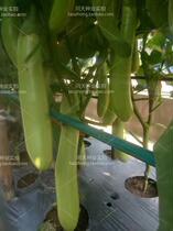 Astronautical green long eggplant seeds vegetable seeds gate eggplant seeds green long eggplant seeds