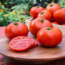 Shouguang vegetable seeds: Israel imported tomato seeds Venice F1 199 Red high yield disease resistance