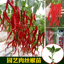 Gardening pork pepper seedlings peppers peppers sweet peppers bell peppers bell peppers bell peppers spring sown peppers spring sowing vegetables