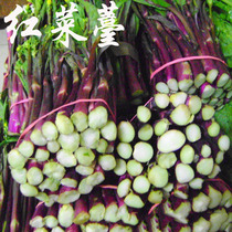 25 days to harvest red cabbage Moss seeds red cabbage Moss seeds delicious good planting four seasons sown vegetable seeds