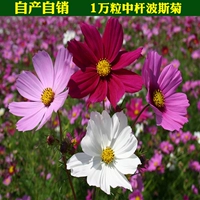 Персидский хризантемммно -смешанный цвет из 10000 зерен