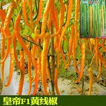 Emperor Pepper Seeds Yellow Pepper Chaotian Pepper Seeds Fruit Length 20cm Spicy Vegetable Seeds