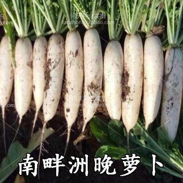 Nanpanzhou white night radish seeds fruit radish seeds vegetable seeds summer and autumn radish seeds