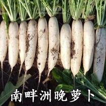 Nanzhou White Evening Radish Seeds Fruit Radish Seeds Vegetable Seeds Summer and Autumn Radish Seeds