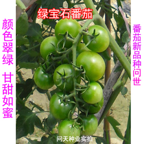 Imported Emerald tomato seed tomato seed color emerald green and sweet as honey tomato new variety