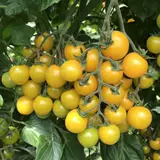 Фермеры Золотая жемчужная вишня томатная семена Желтые Томатные семена могила фрукты Западные семена томатов Овощи и фрукты