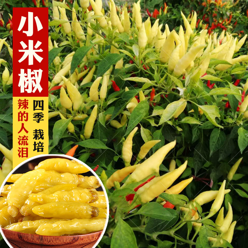 Tianjian No. 2 millet pepper pepper screw pepper color sweet sky pepper pickled pepper potted four spring vegetable seeds seed