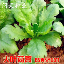 Heat-resistant cold-resistant moisture-resistant weather-resistant large-leaf four-season chrysanthemum seeds fast-growing high-yielding four-season vegetable seeds
