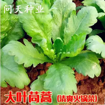 Heat-resistant, cold-resistant, moisture-resistant, weather-resistant, large-leaf four-season chrysanthemum seeds, fast-growing, high-yield four-season vegetable seeds