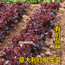 Red Maple horticultural lettuce seeds Italy imported dark purple lettuce seeds nutritious organic vegetables