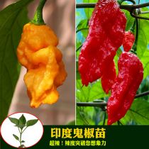 Indian ghost pepper seedlings pepper seeds vegetable seeds vegetables seedlings spicy balcony four seasons