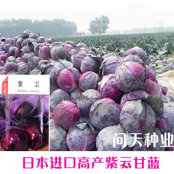 Ziyun purple cabbage seeds Large area open-air and protected area cultivation of imported vegetable seeds Cabbage seeds