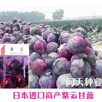 Purple cloud purple cabbage seeds large area open air and protected area cultivation of imported vegetable seeds cabbage seeds