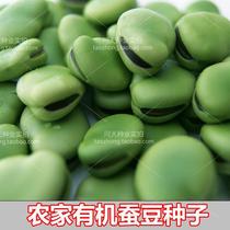 (Farmhouse broad bean seeds) edible pods beans grains sprouts seedlings ornamental fruit and vegetable seeds