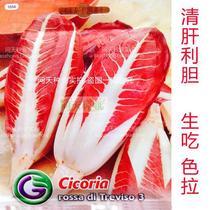 (Italian original imported red-brain chicory seeds) seed of chicory perennial vegetable seeds