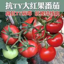 Shouguang vegetable seeds ask the Sky imported into Israel 3098 red tomato seeds resistant autumn overwintering early spring