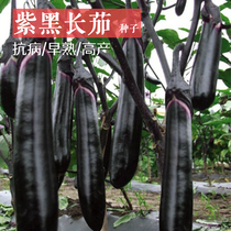 Dalong long eggplant seeds eggplant seeds black long eggplant seeds 23-45cm high yield and disease resistance