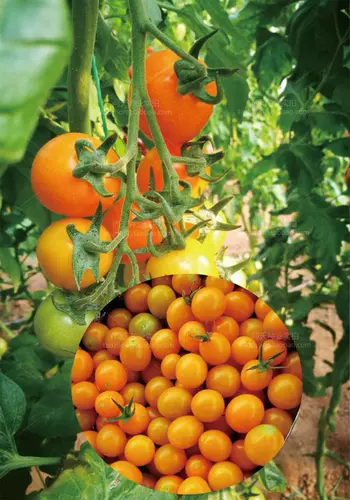 Фермеры Золотая жемчужная вишня томатная семена Желтые Томатные семена могила фрукты Западные семена томатов Овощи и фрукты