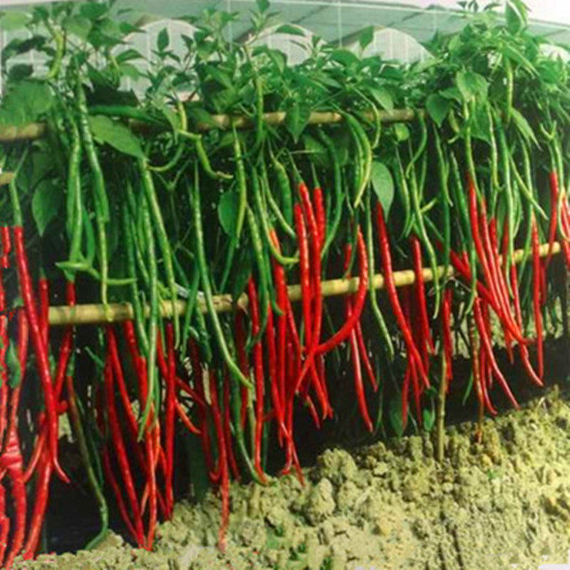 Spicy king line pepper seeds Pepper seeds Hang pepper seeds Line pepper seedlings Pepper seedlings long and spicy vegetable seeds