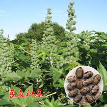 Castor seeds childhood memory vegetable seeds Chinese medicine seeds are now rare