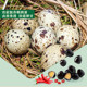 BESTORE Braised Iron Egg 128g Chicken Soup Quail Egg Salt Baked Egg