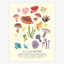  Spot｜AHD｜Kelzuki｜Fungal rainbow｜American imported animal gouache hand-painted illustration