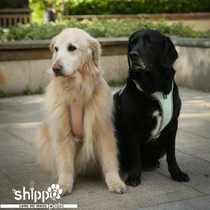 Golden Mao Seven Treasure Home Finland Hurtta Hummer Professional Outdoor Puppy Exploring Chest Braces for Outdoor Expedition