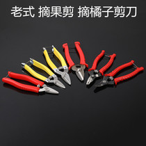 Old-fashioned fruit picking scissors Picking oranges Scissors Picking oranges Cut branches cut pruning shears Flower branch shears